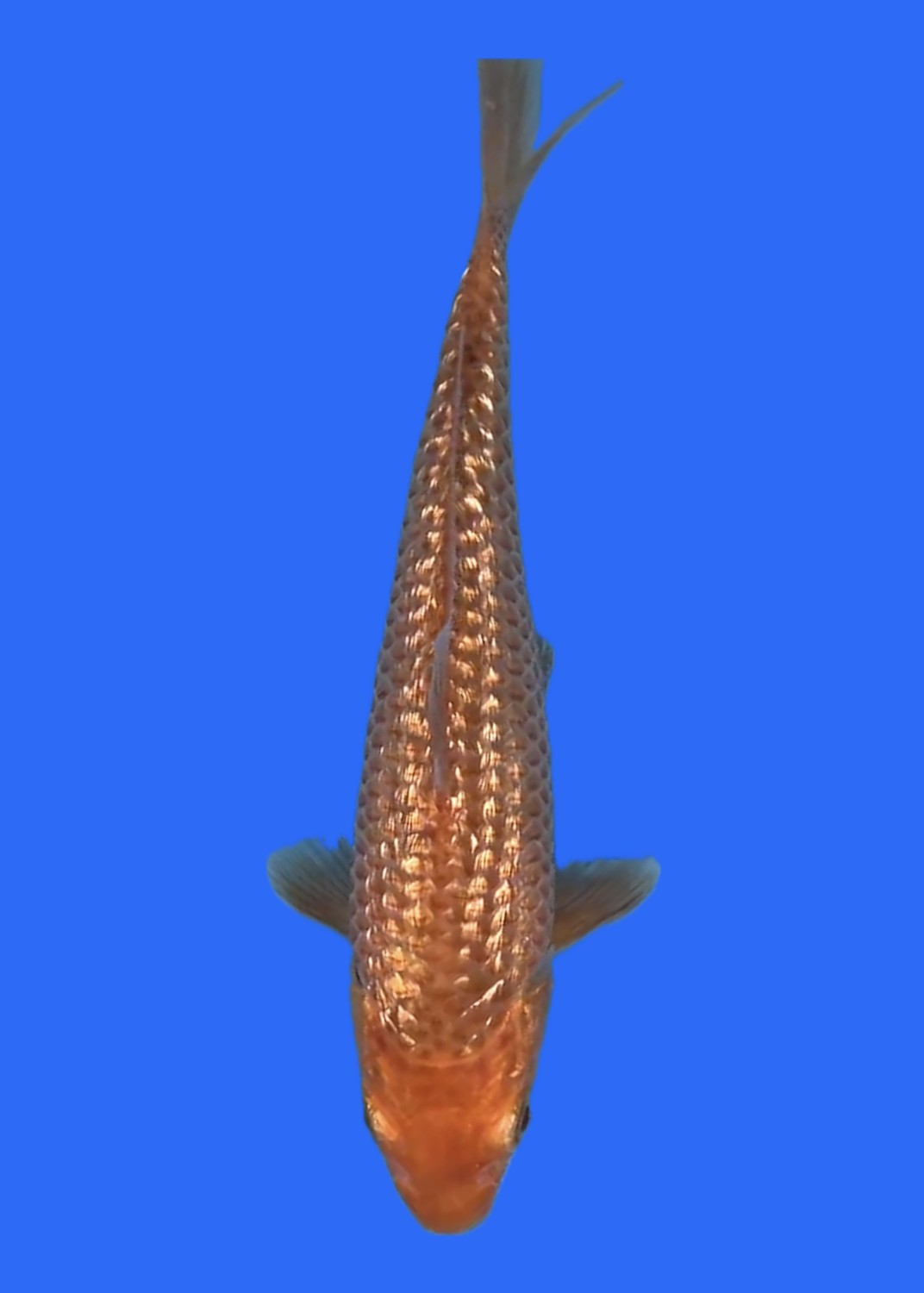 Juara 4