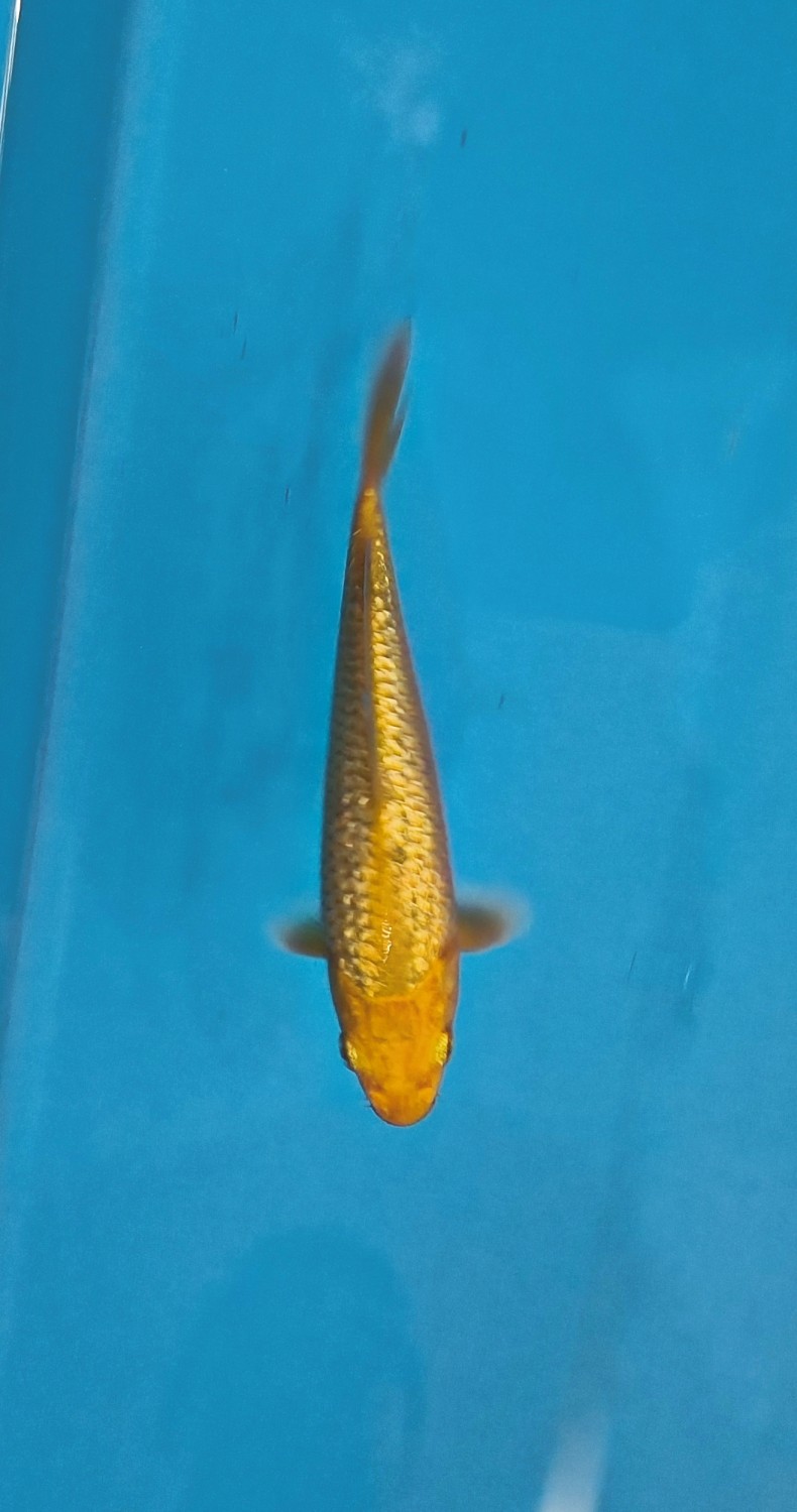 E. Kamboja Prize 13 - 15 cm