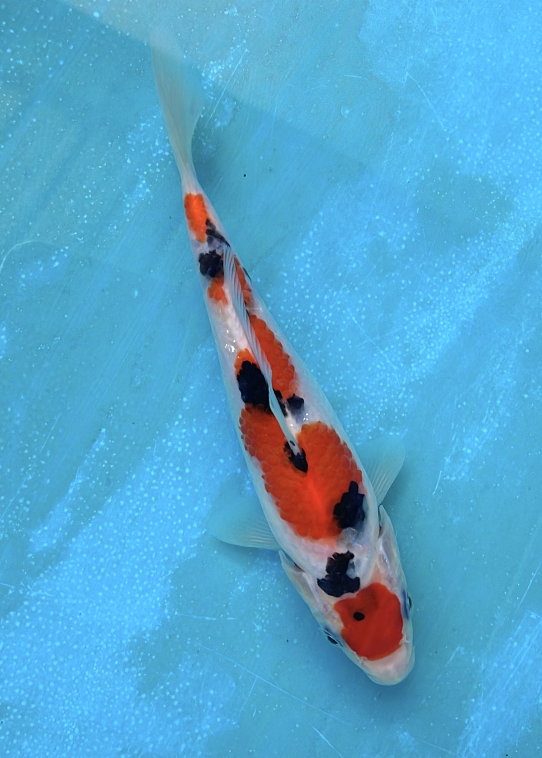 Juara 1