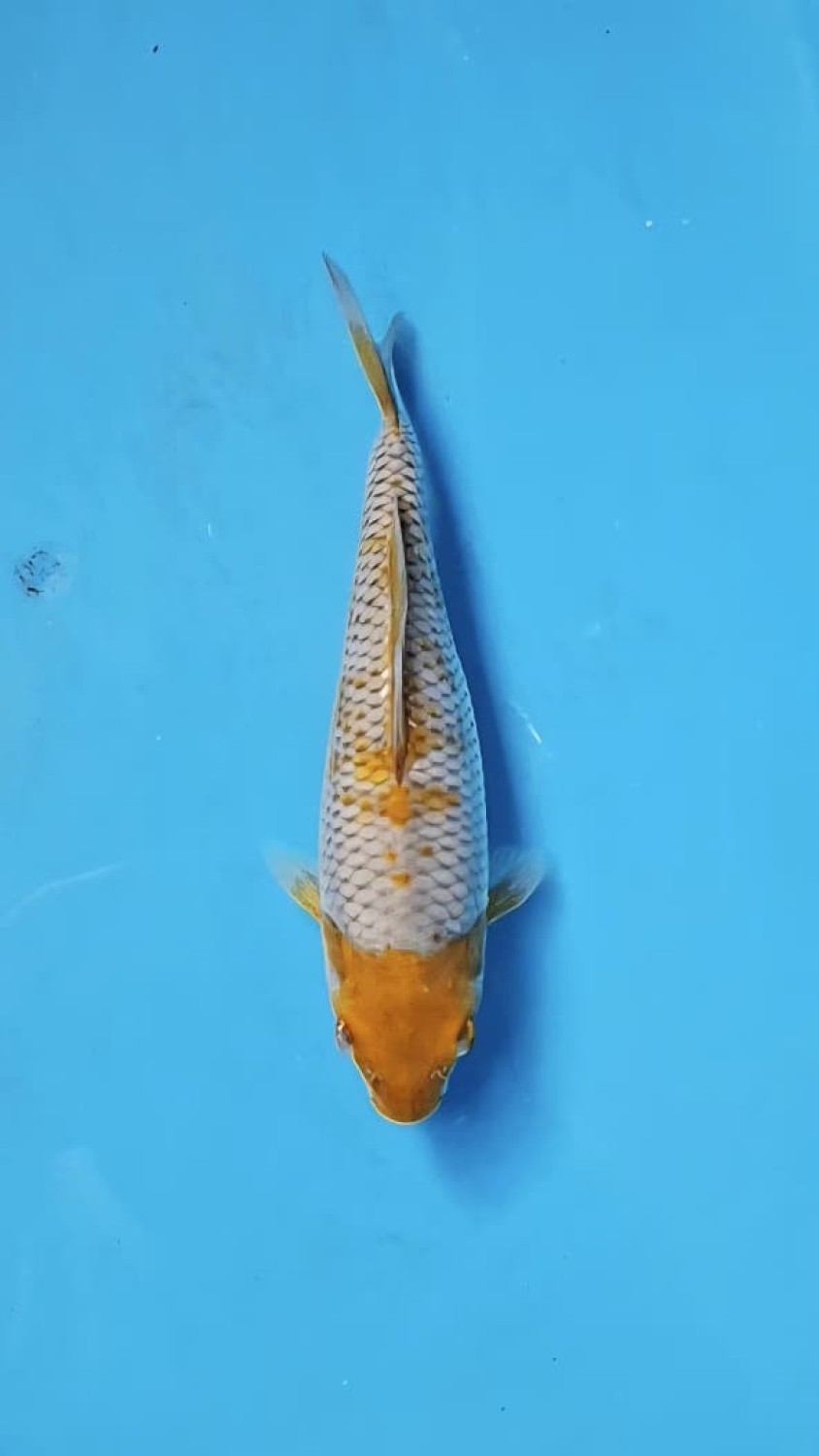 Juara 1