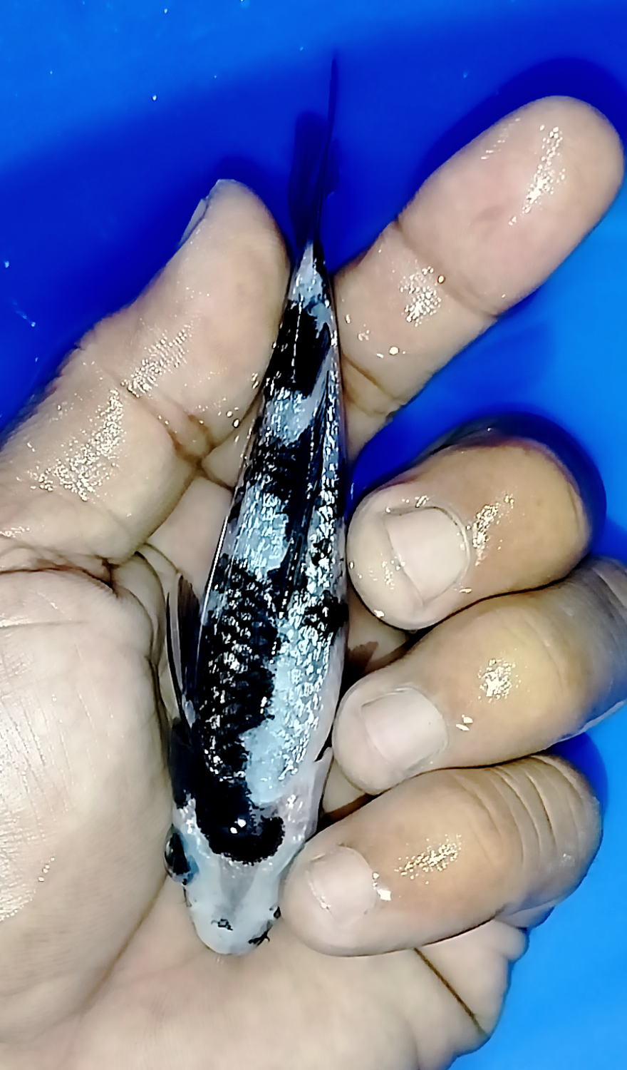 Juara 1