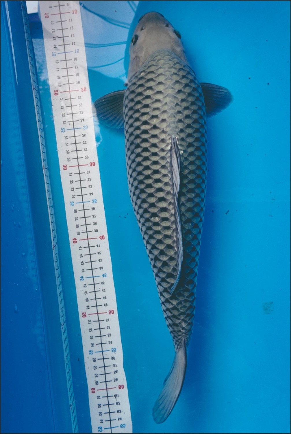 Juara 1