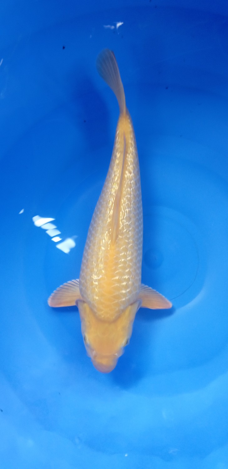 Juara 2