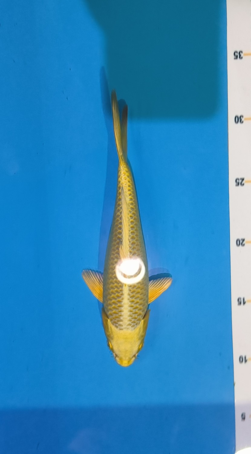 E. Kamboja Baby Champion