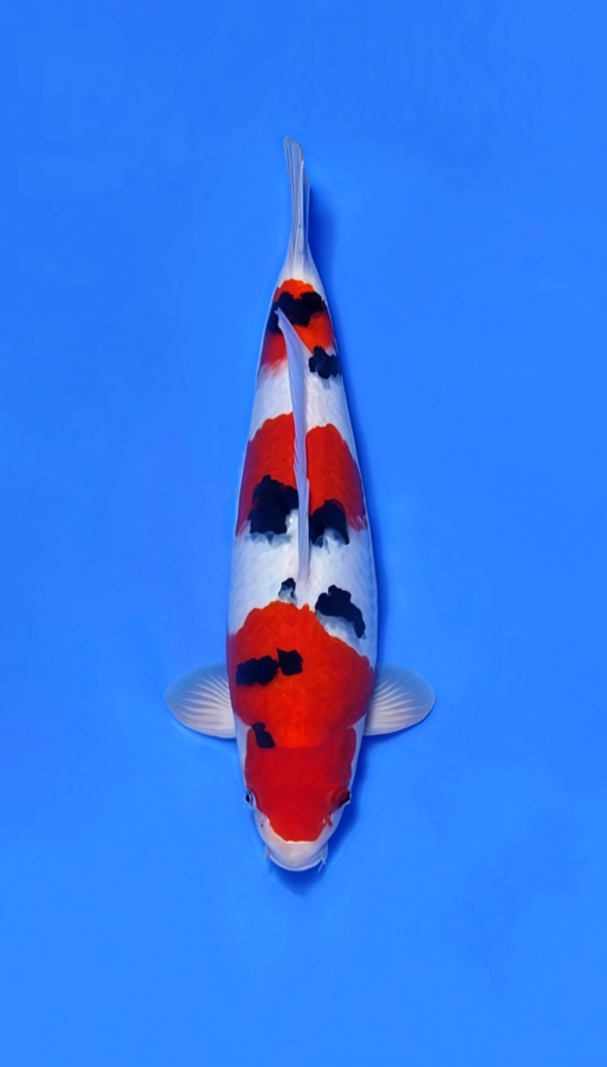 Best In Size A, 31 - 35 cm