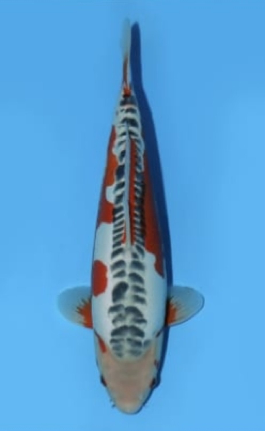 Juara 1