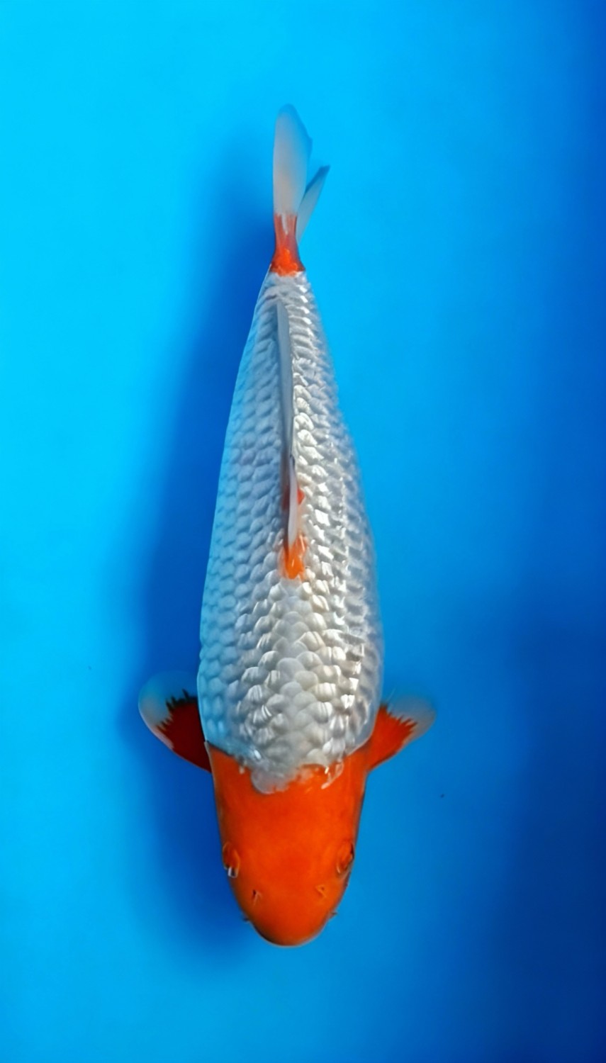 Juara 1