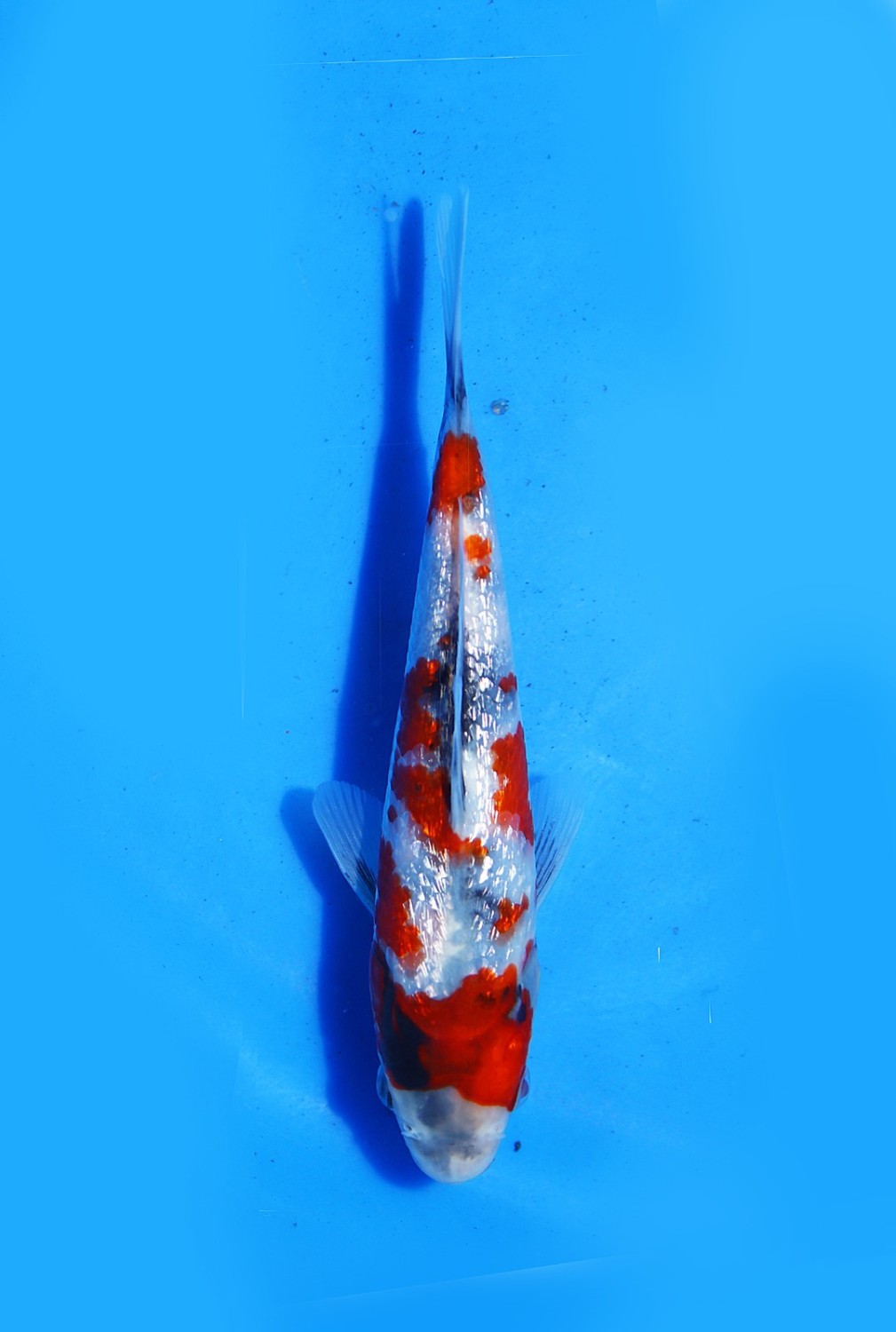 Juara 5