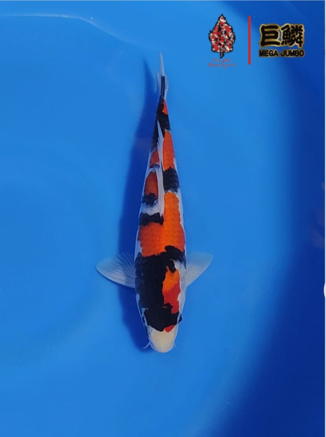 Juara 2