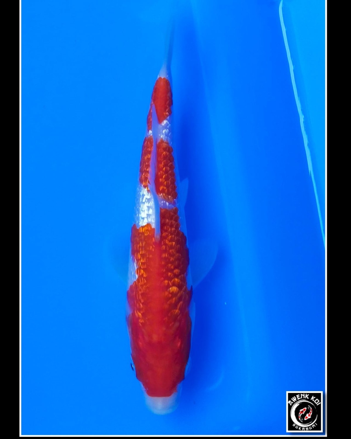 Juara 2