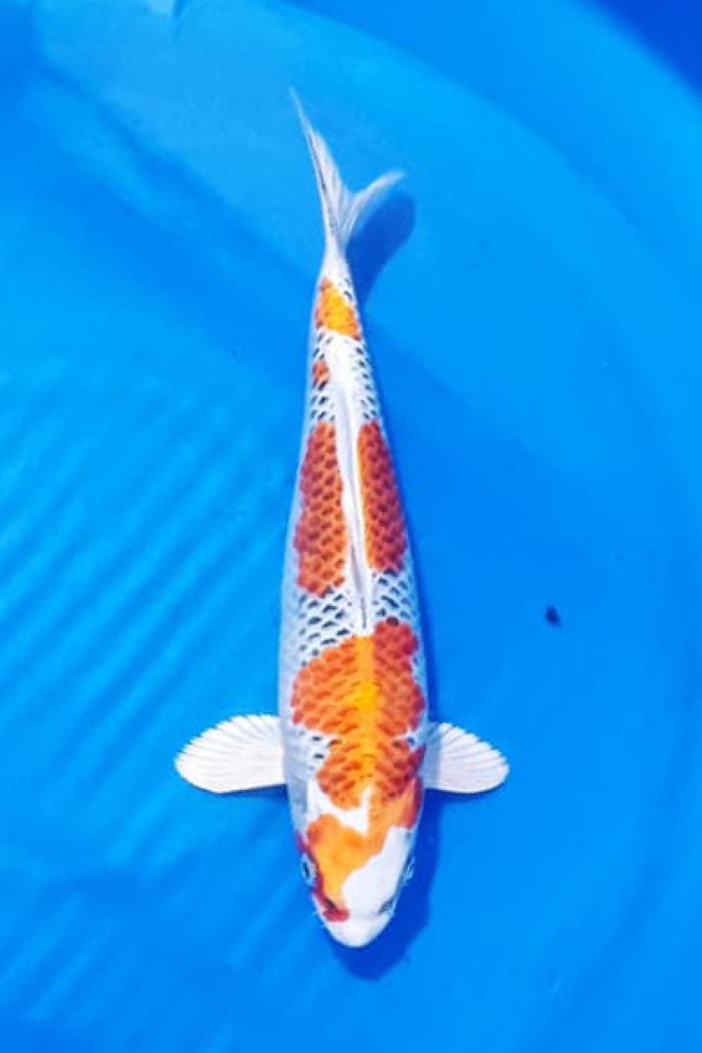 Juara 1