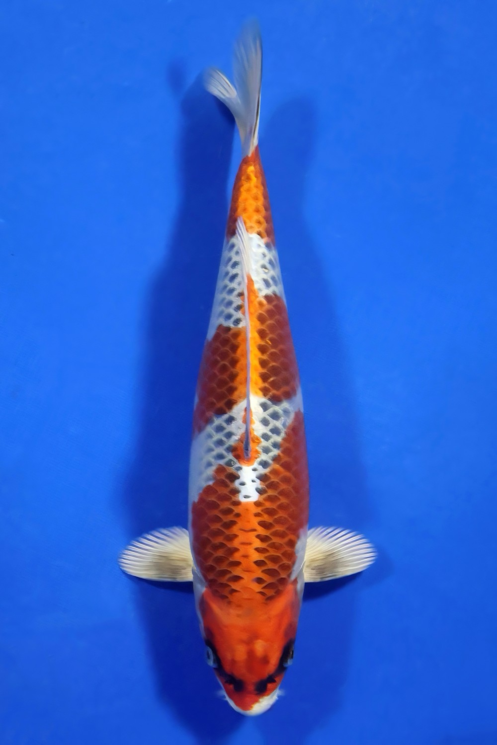 Juara 2