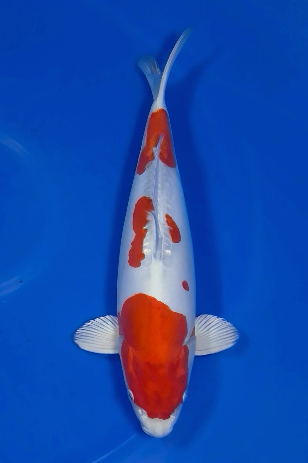 Juara 1