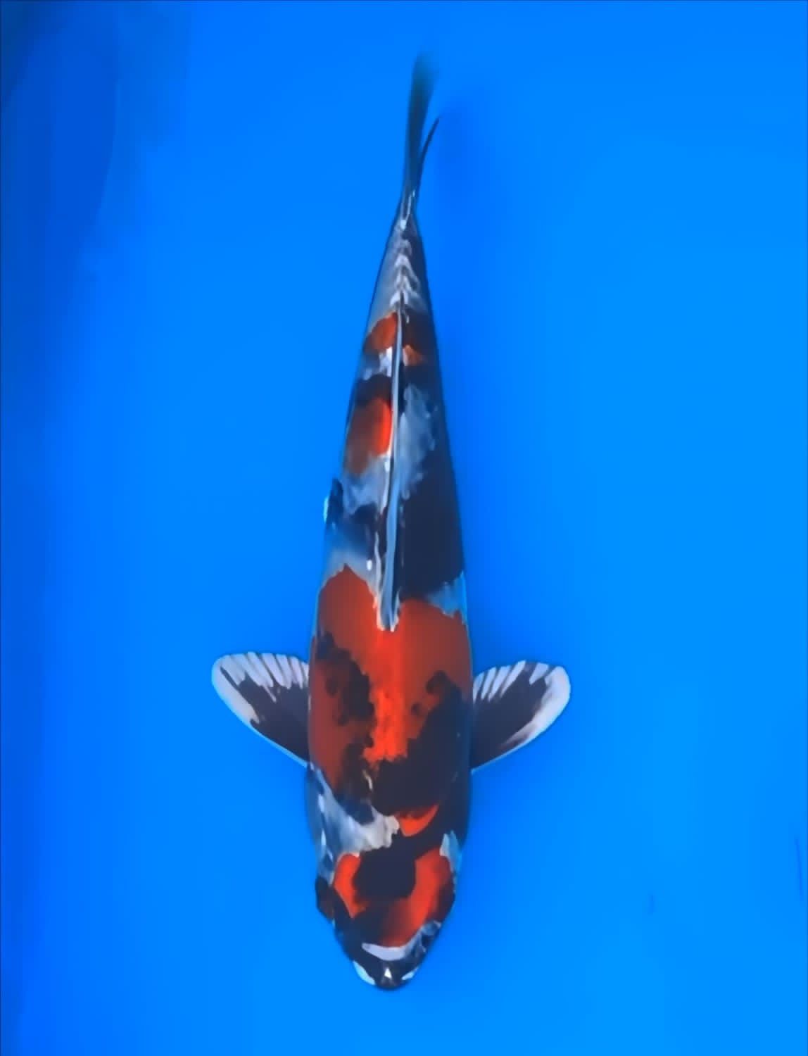 Juara 2
