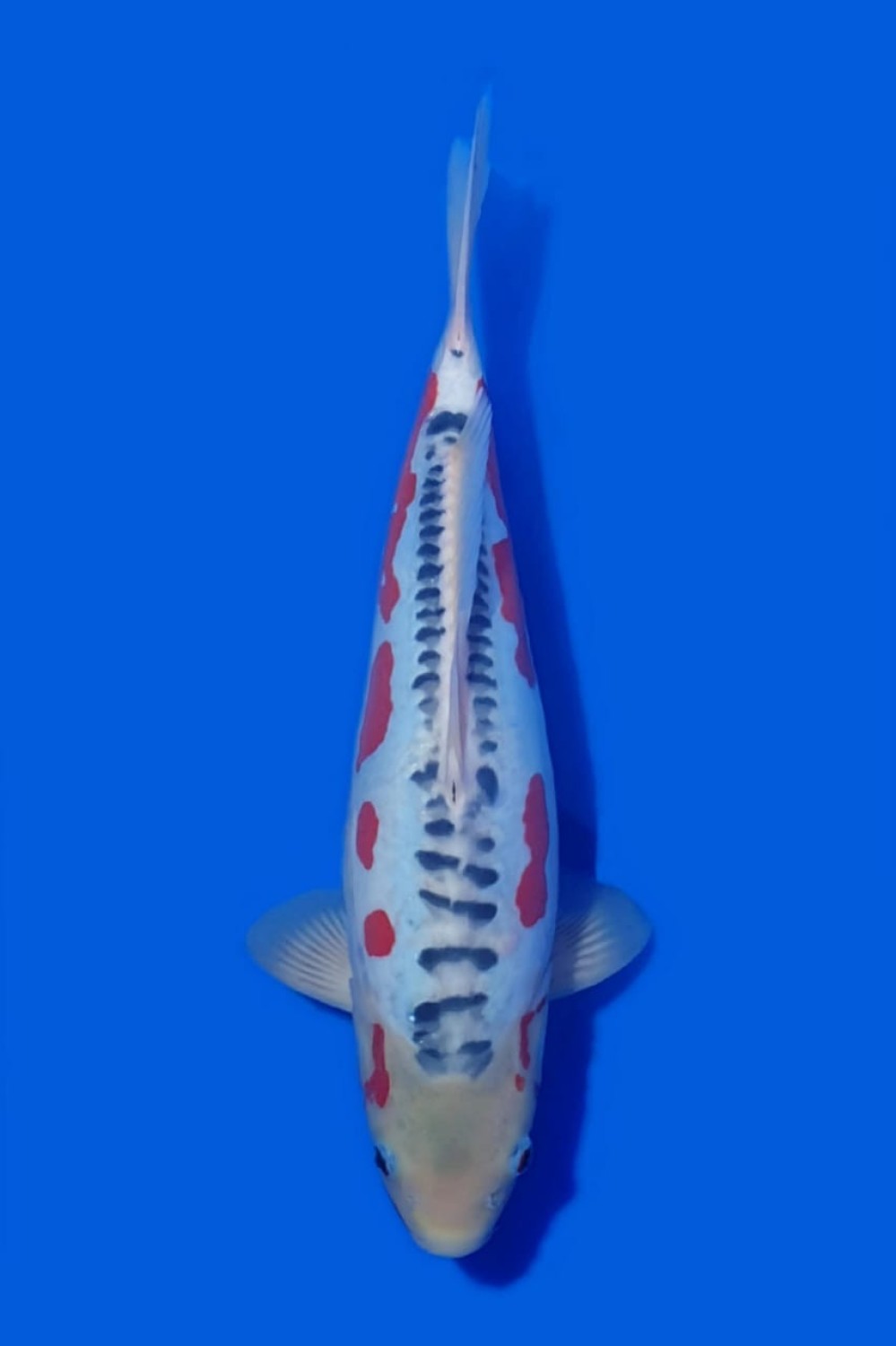 Juara 2