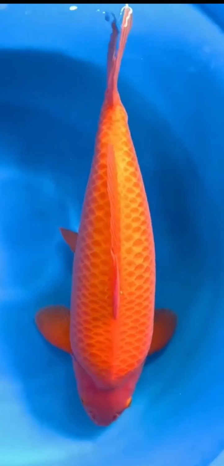 Best In Size E, 51 - 55 cm