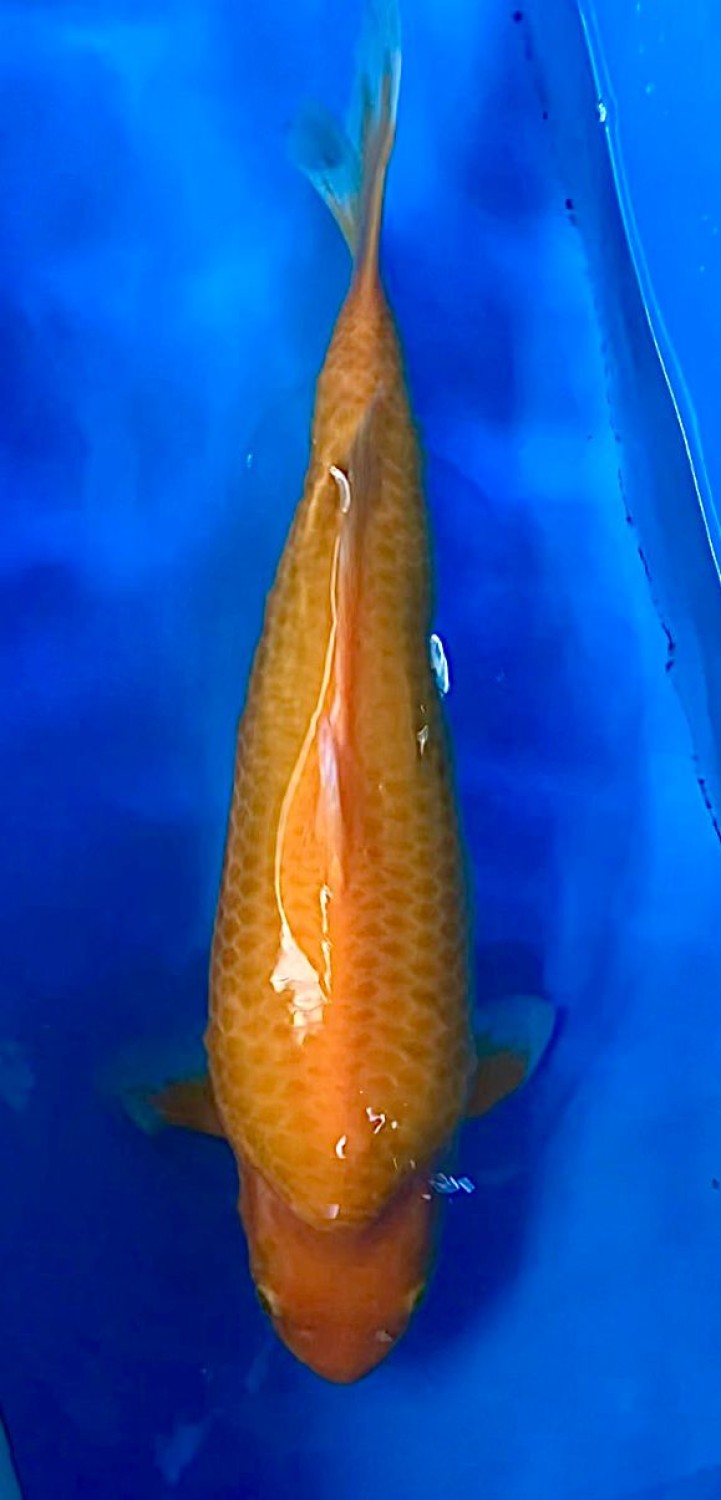 Juara 4