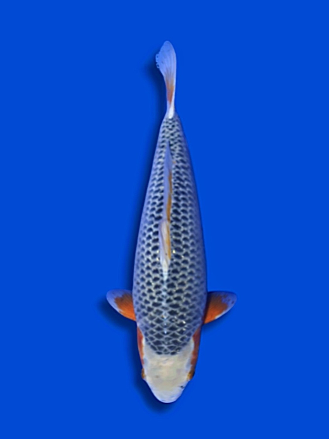 Juara 1