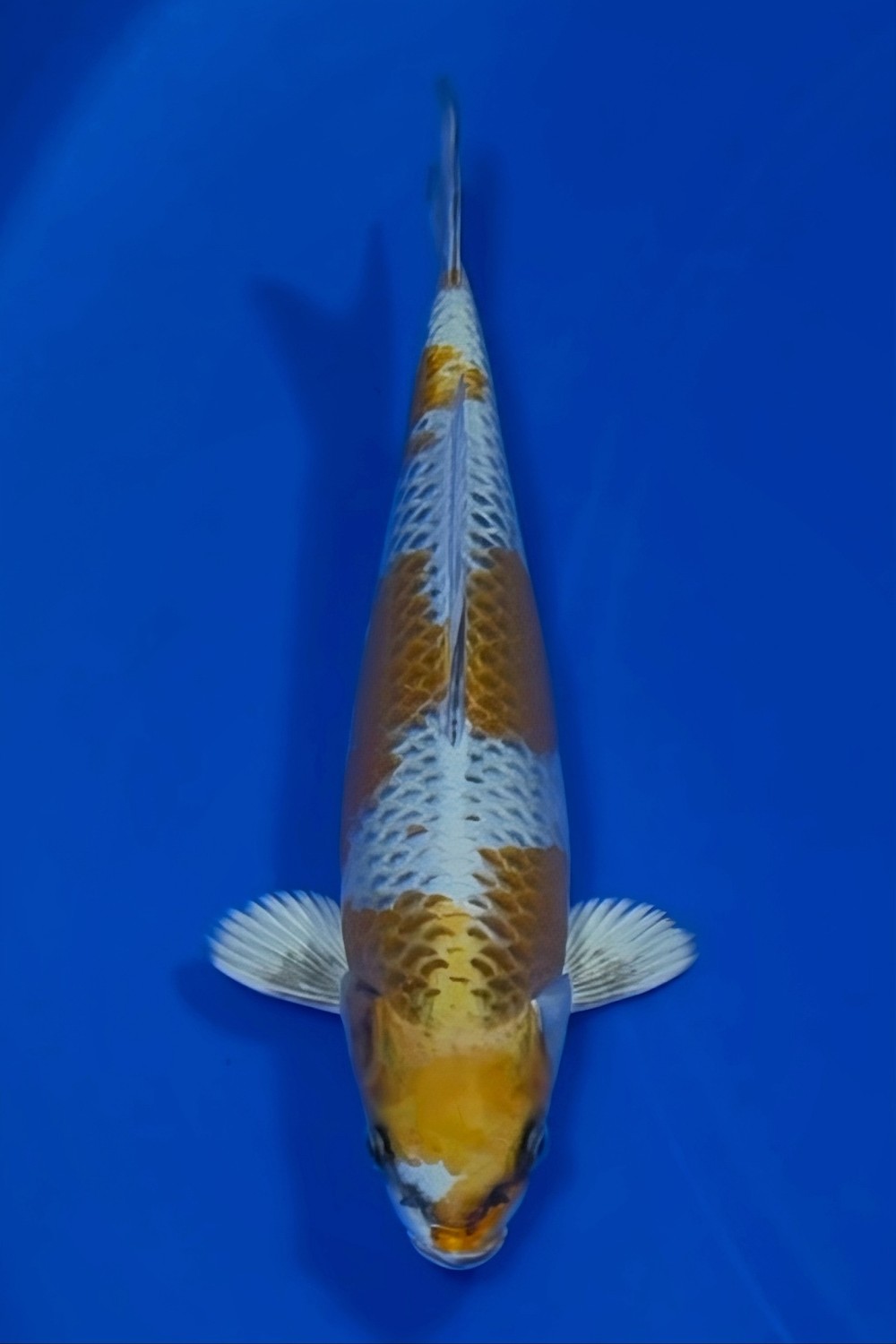 Juara 2