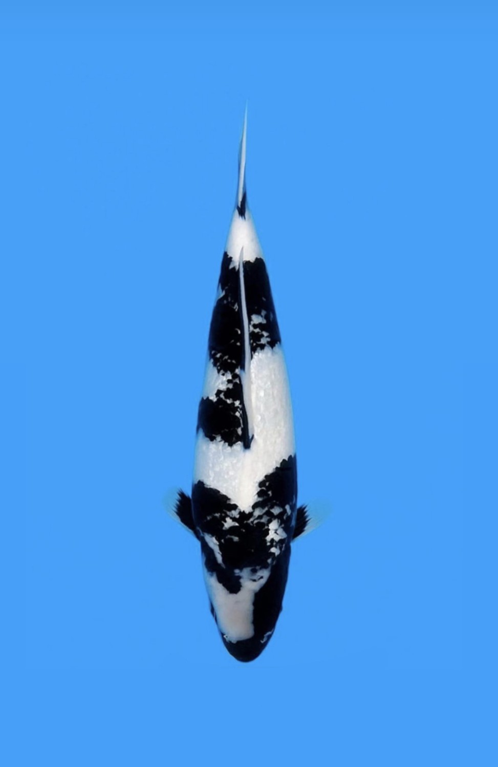 Juara 1