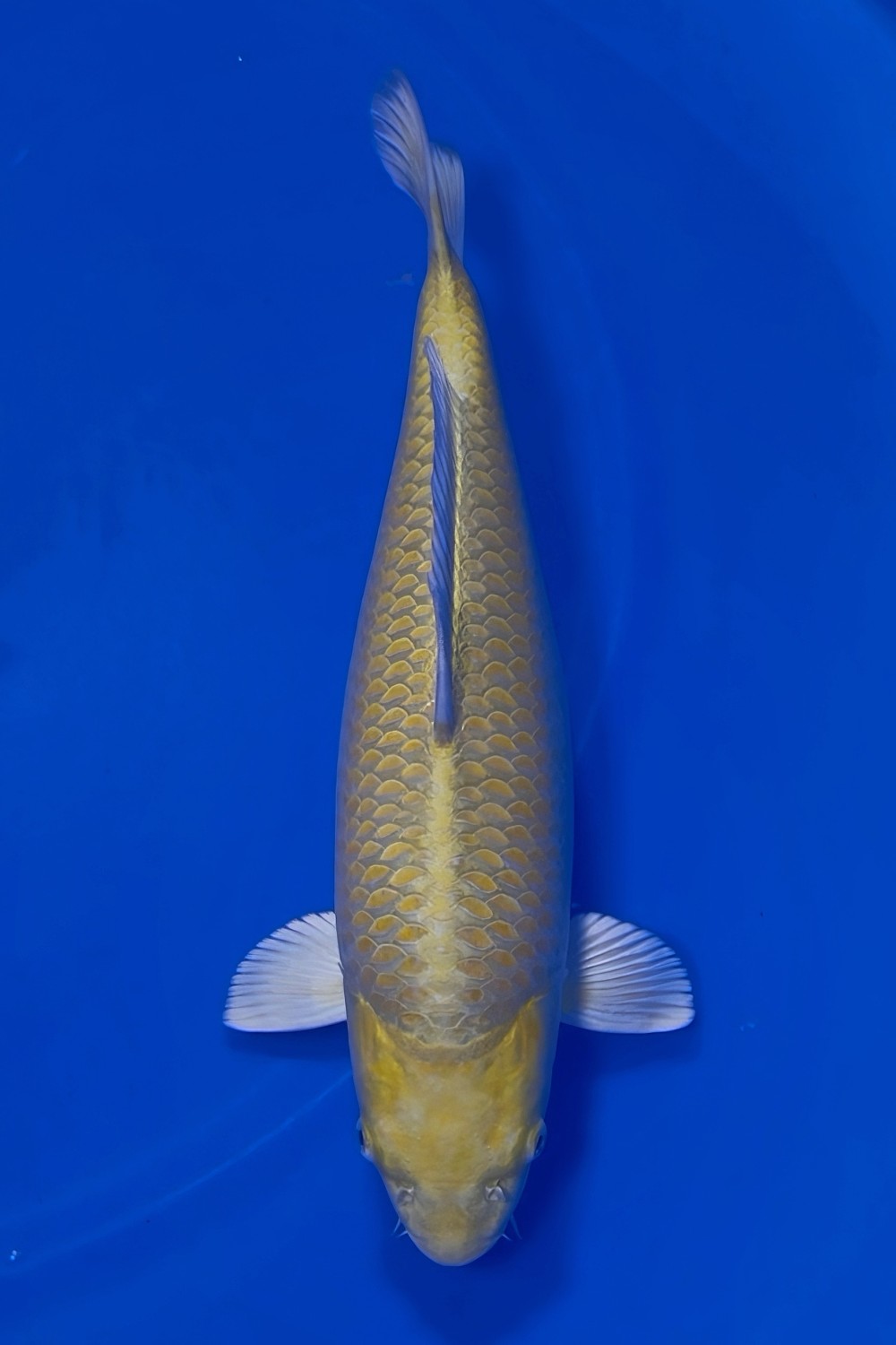 Juara 1