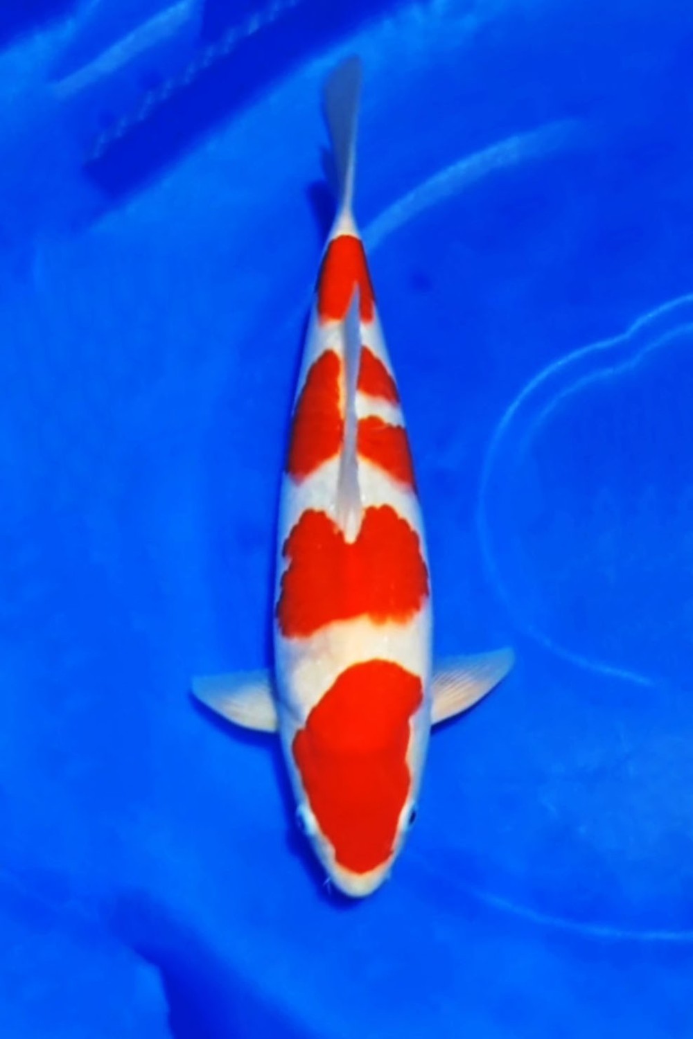 Best In Size A, 36 - 40 cm