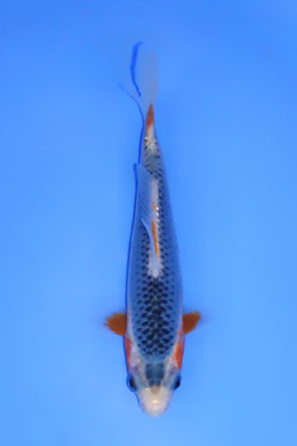 Juara 1