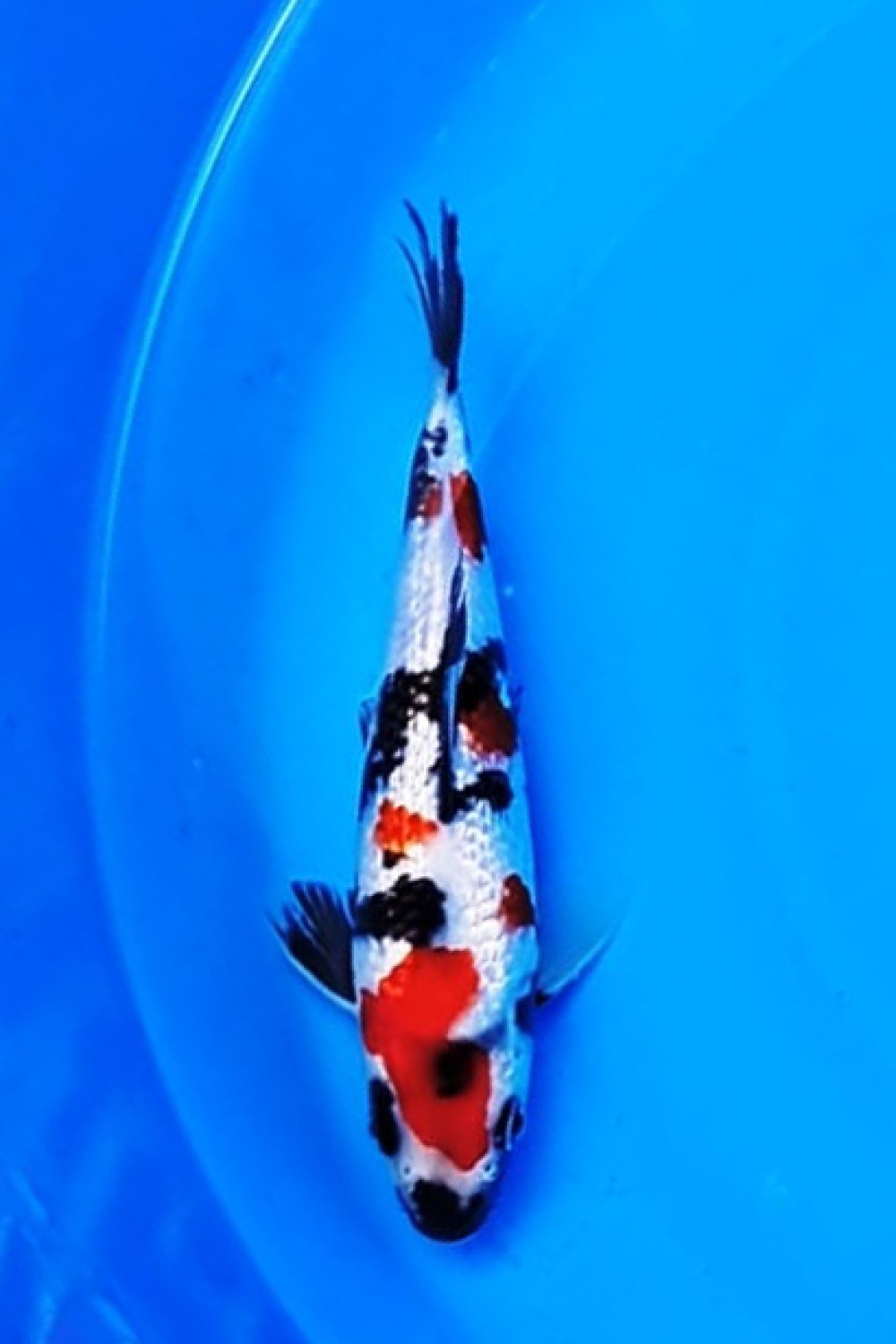Best In Size B, 16 - 20 cm