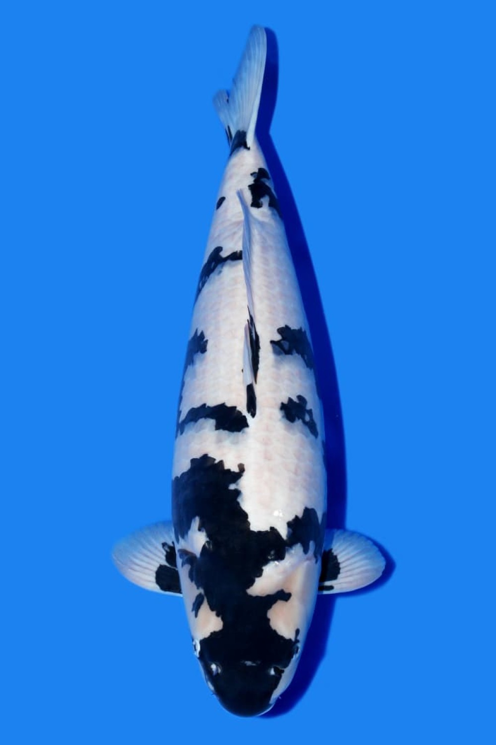 Juara 1