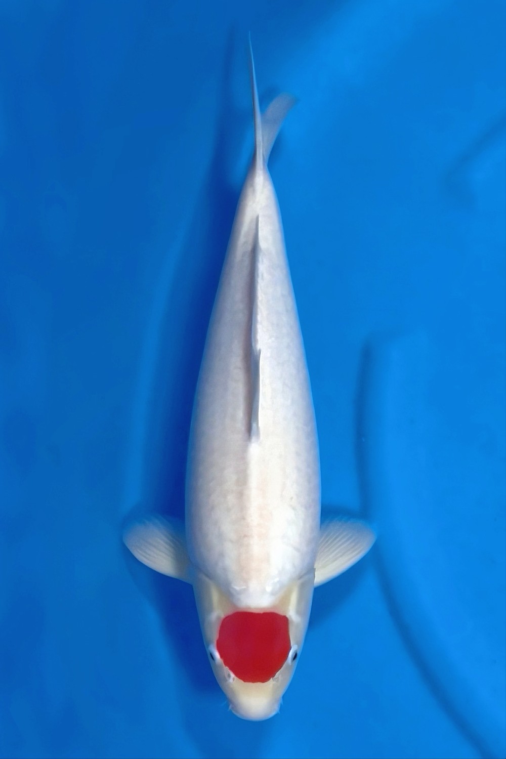 Juara 3