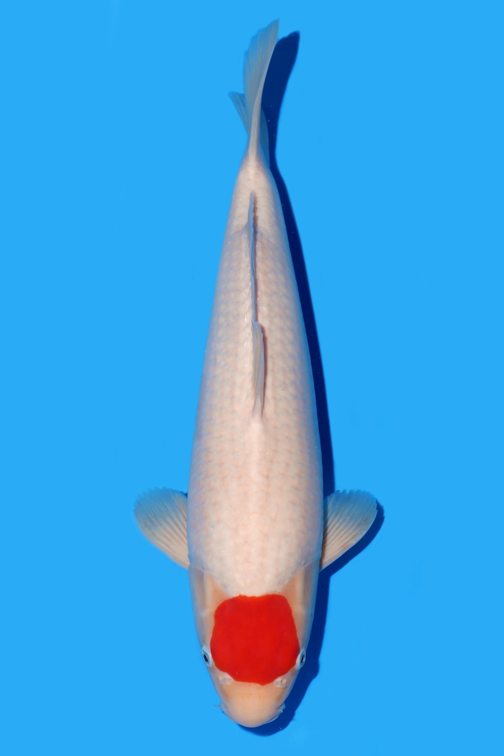 Juara 2