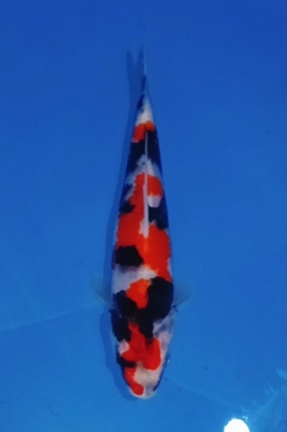 Juara 2