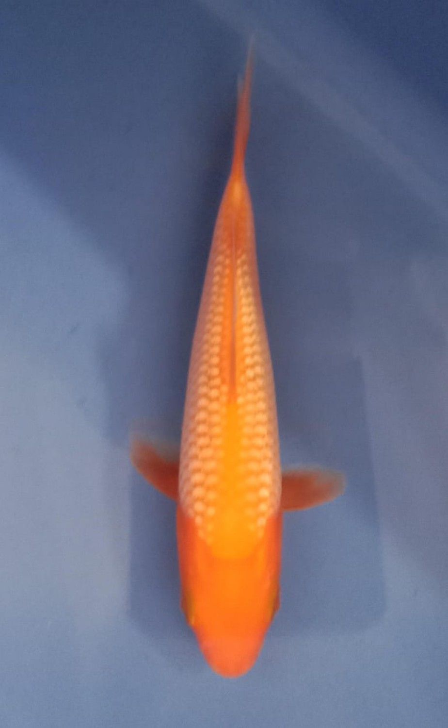 Juara 4