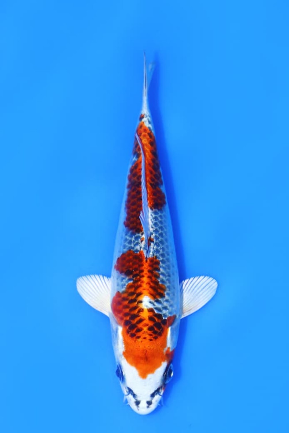Juara 1