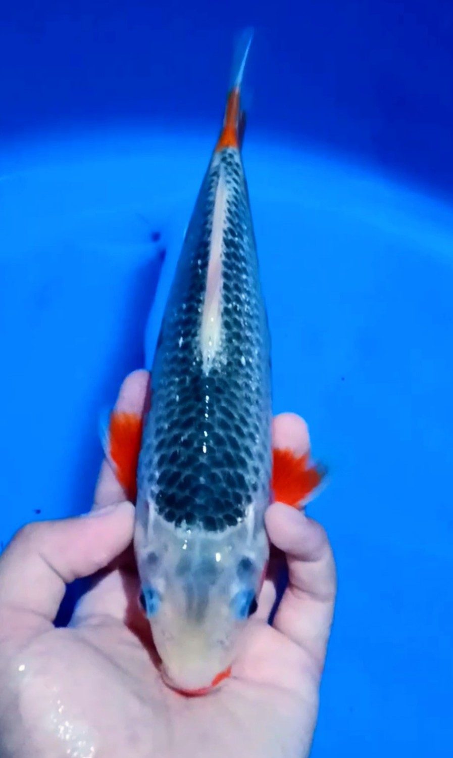 Juara 1