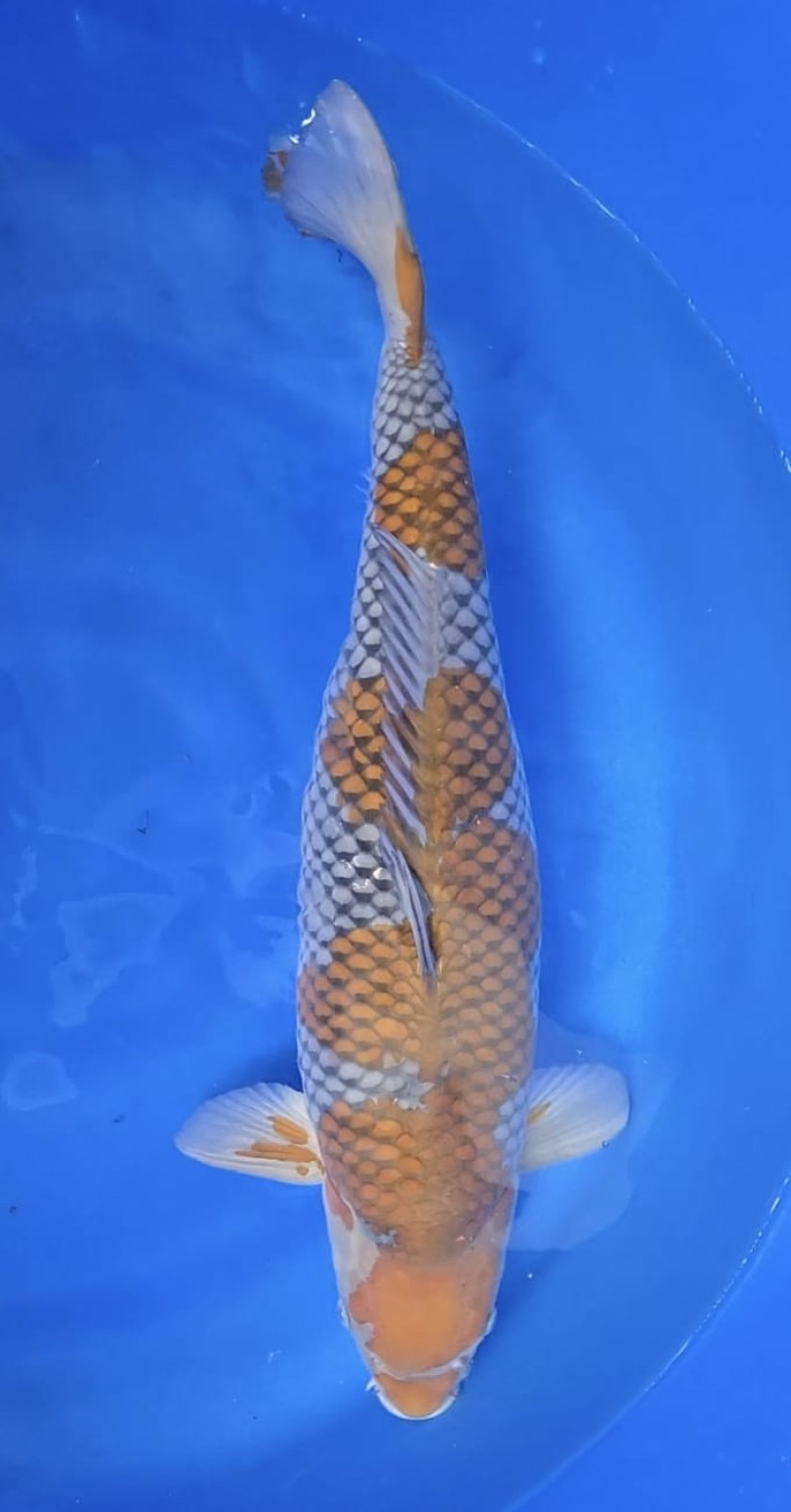 Juara 3