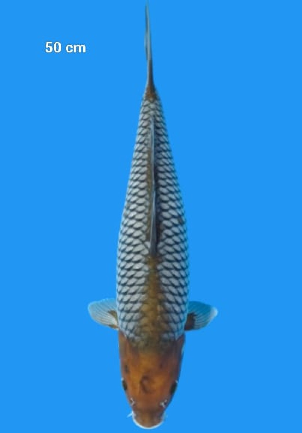 Juara 2