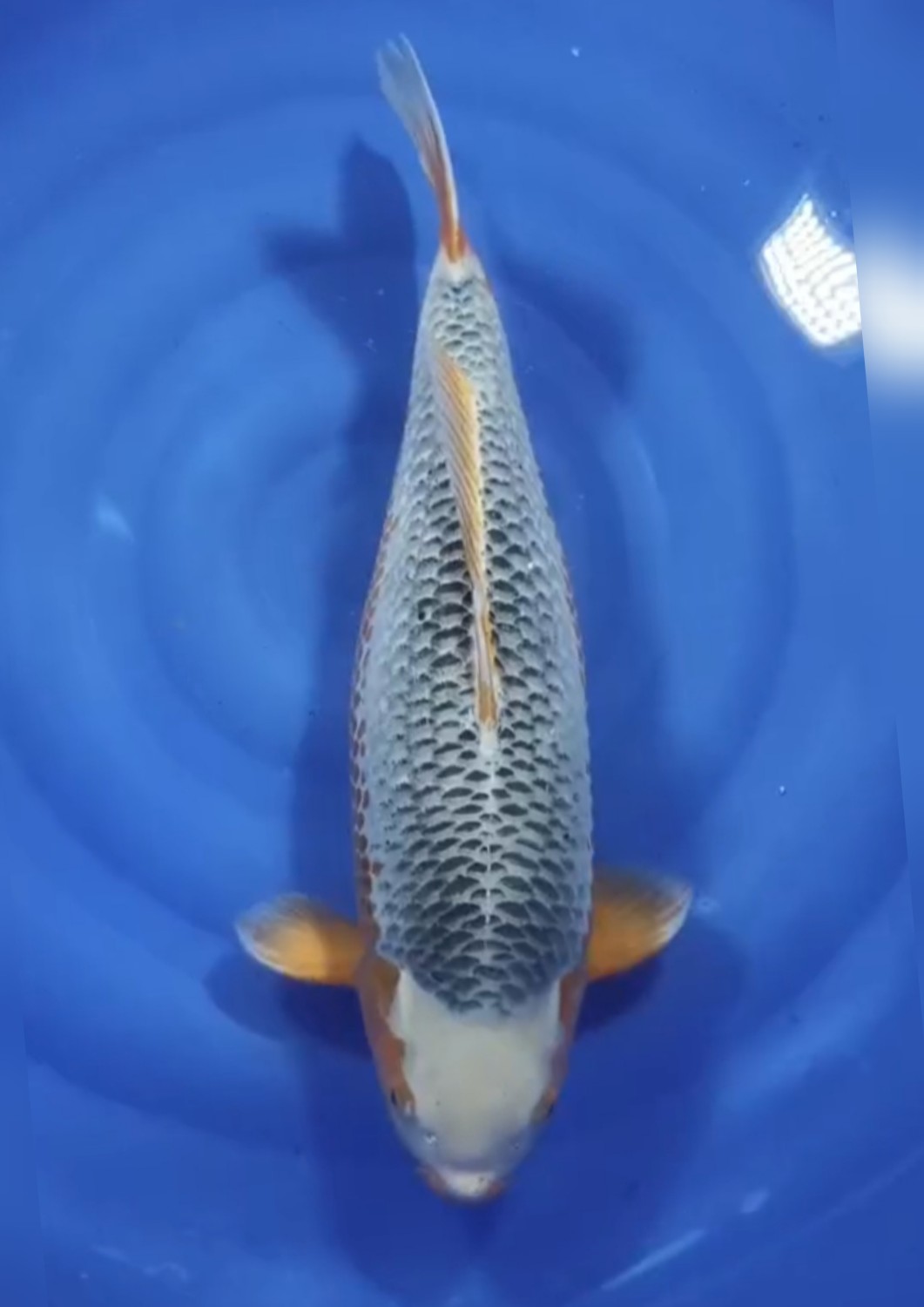 Juara 2