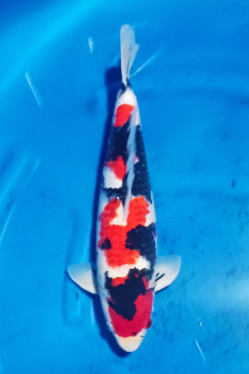Juara 4