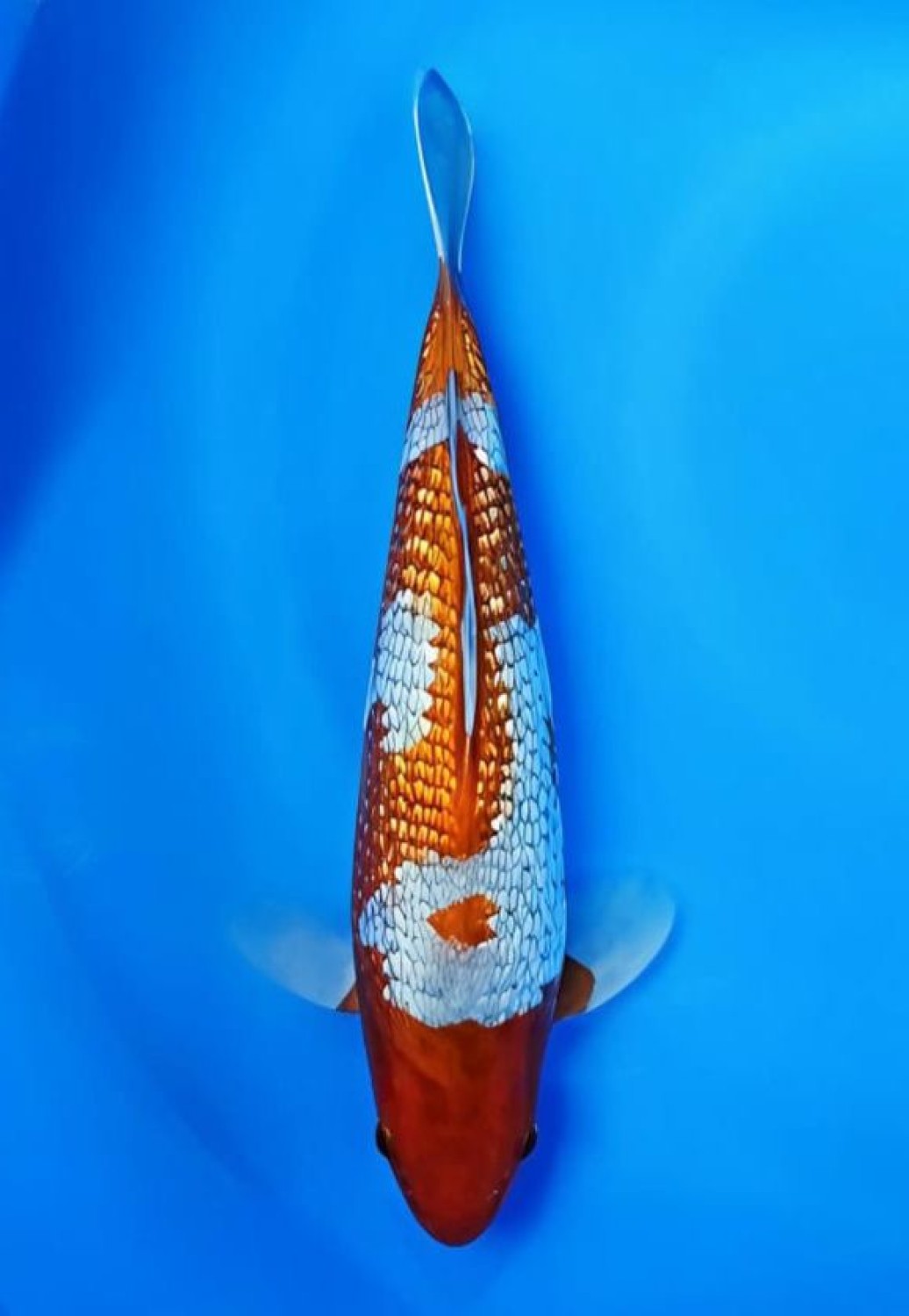Juara 1