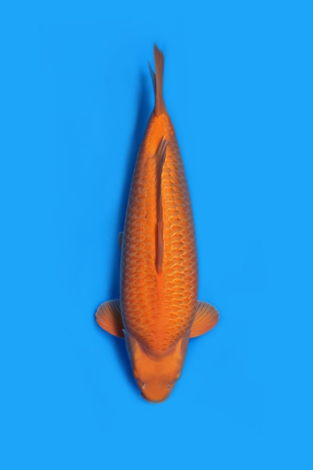Juara 2