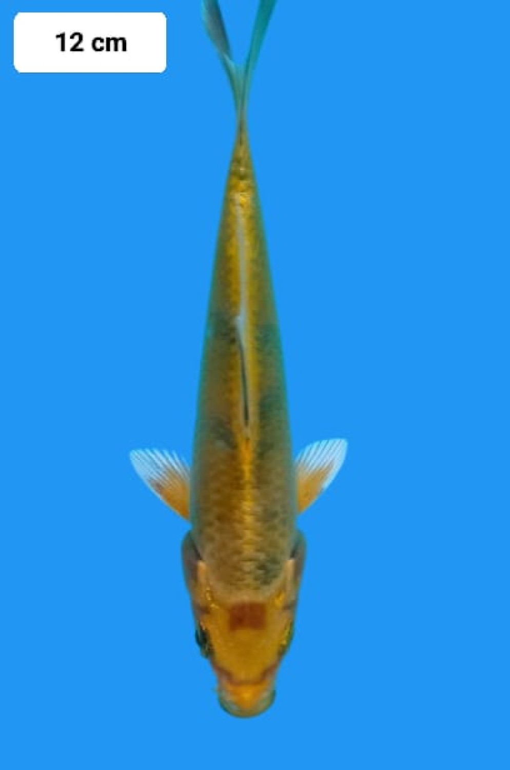 Juara 5