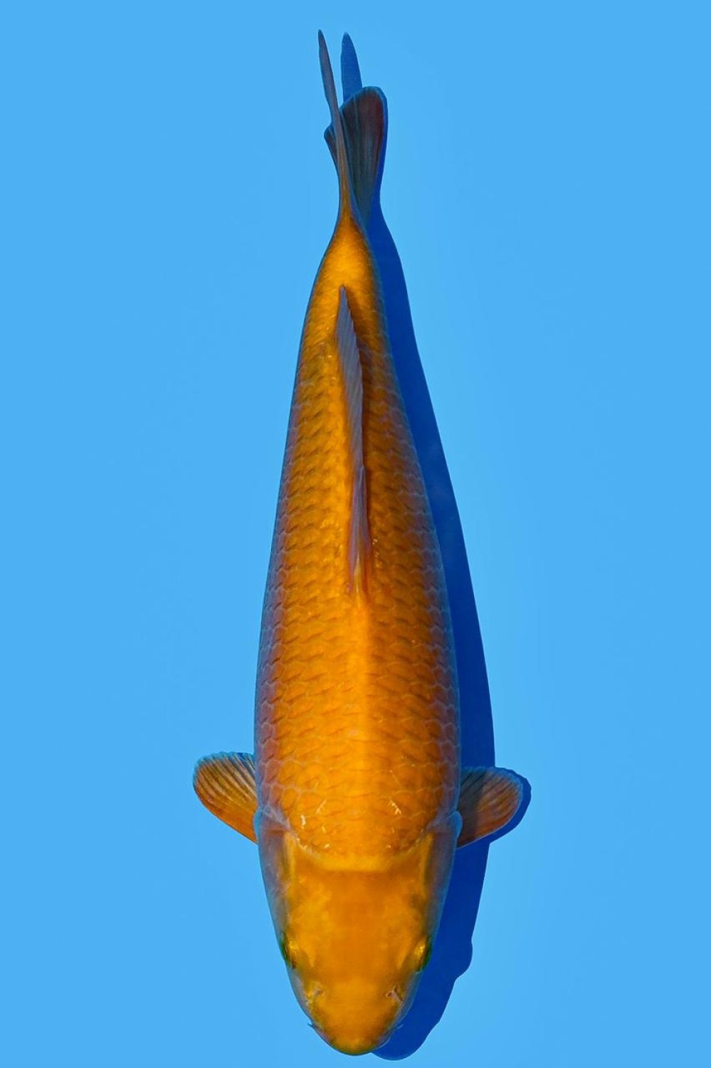 Juara 1