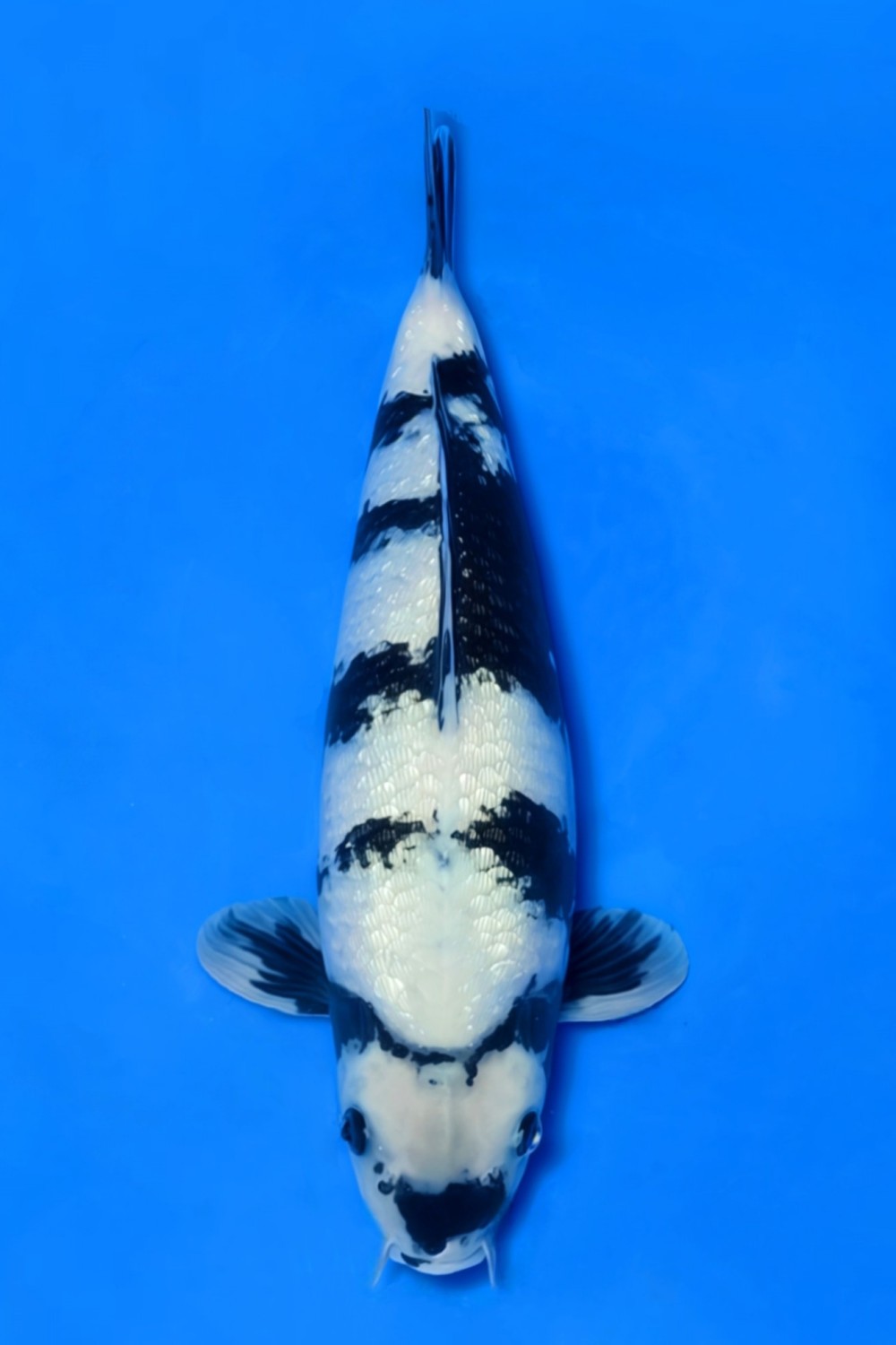 Best In Size C, 36 - 40 cm