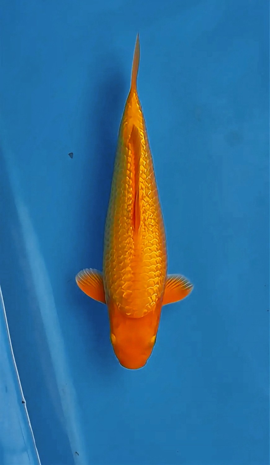 Best In Size E, 31 - 35 cm