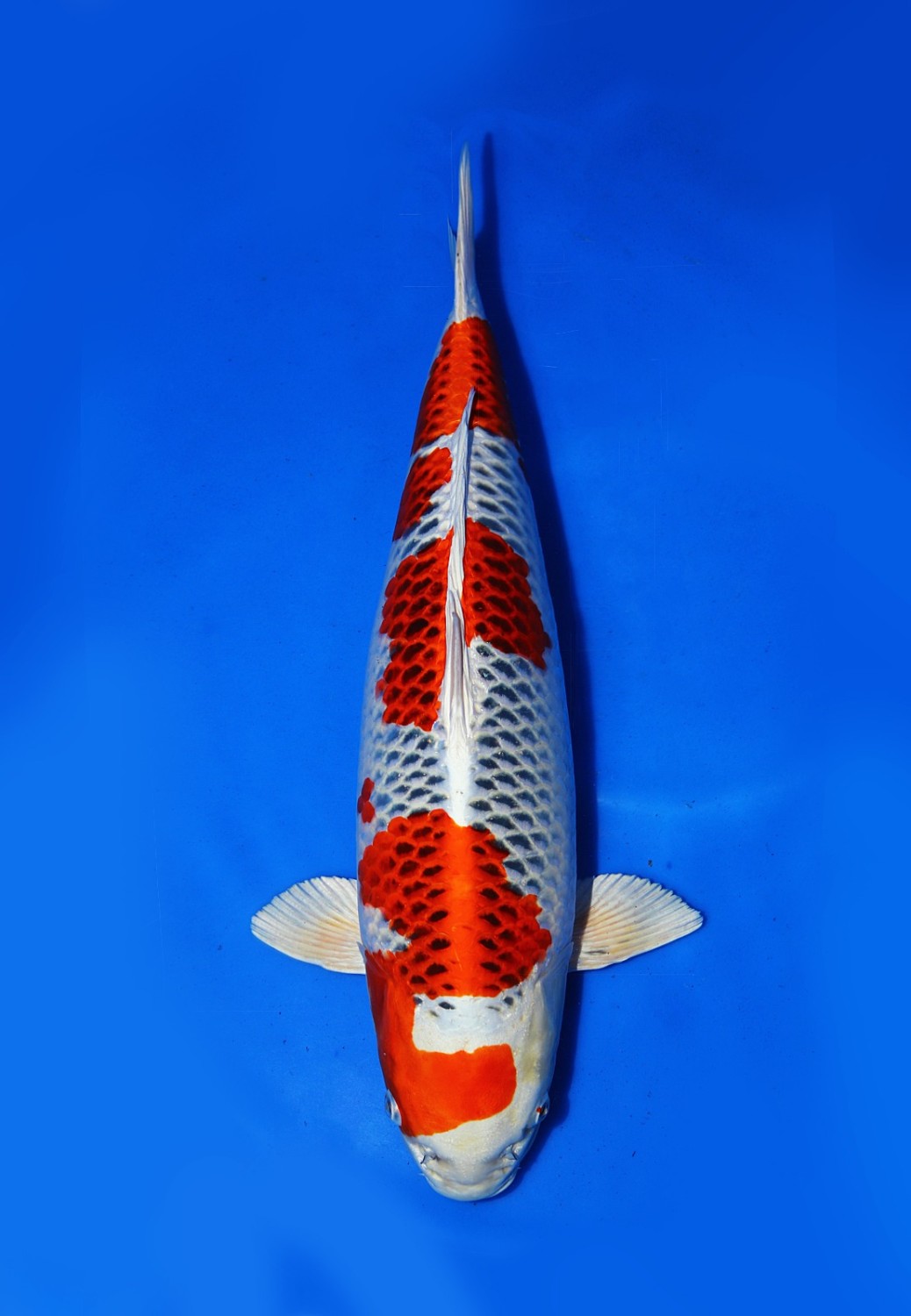Juara 1