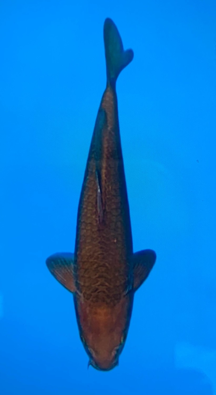 Juara 3