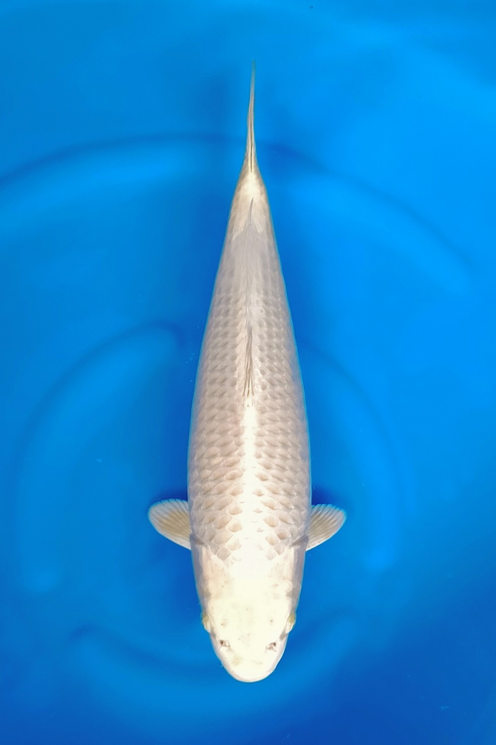 Juara 2