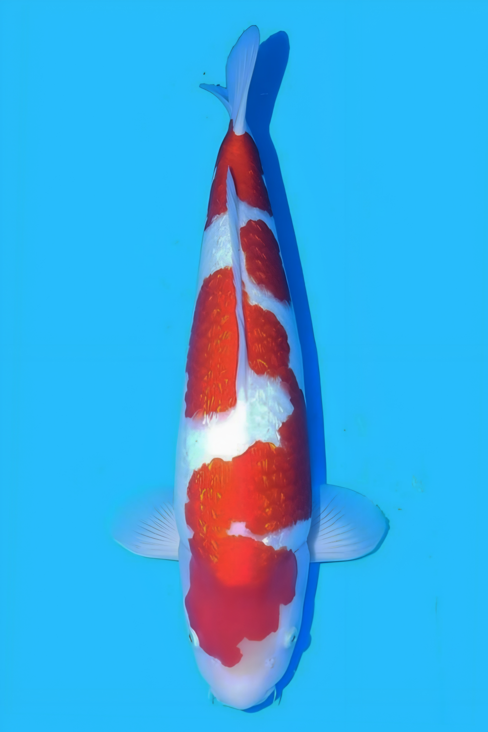 Juara 1