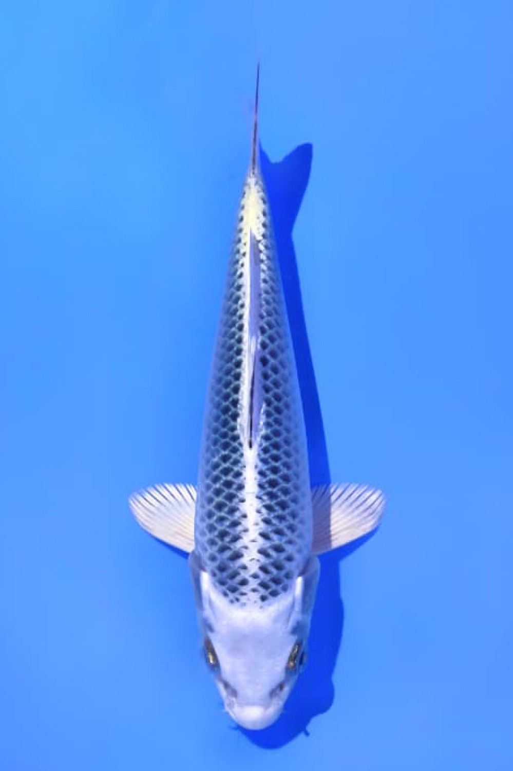 Juara 2